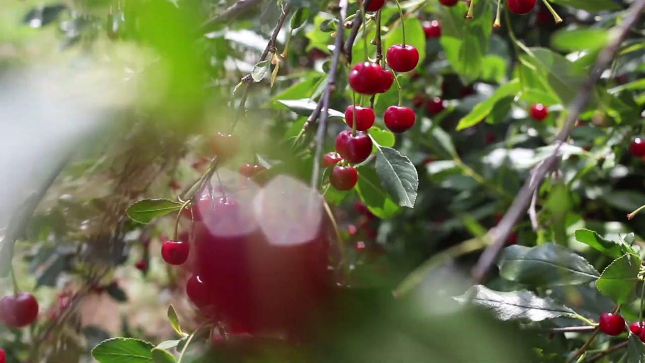 Россия, Фотограф Ирина Цепелева, #369927