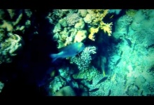 diving on ras muhamed