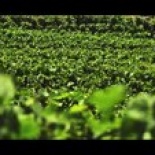 Golan Heights Winery