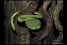 Фотосессия змей