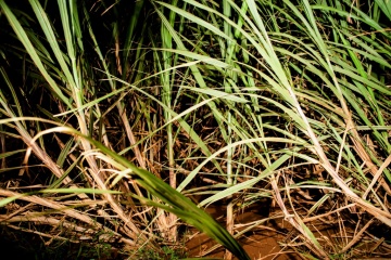 Эвелина Корнеевец, #157692