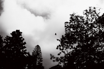 Эвелина Корнеевец, #161745