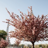 Ирина и Владимир - беременная фотосессия в Париже