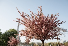 Ирина и Владимир - беременная фотосессия в Париже