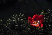 Влюбленные в Париж