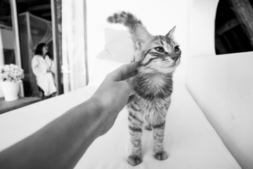 Эвелина Корнеевец, #371385