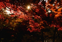 Хиросаки (Япония) фотосессия в стиле Лавстори