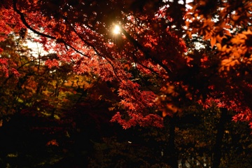 Пётр Губанов, #399785