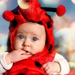 Божья коровка