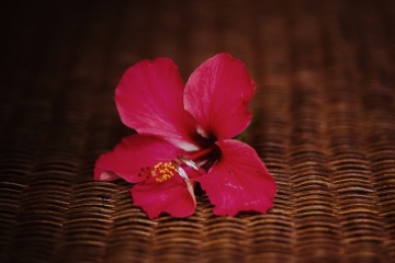 Лиша Рябинина, #36457