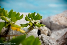 Доминикана Катя+Андрей