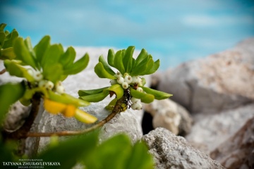 Татьяна Журавлевская, #17718